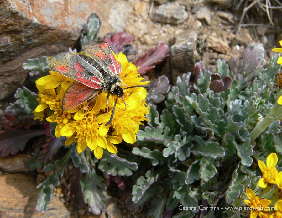 41-borracina rupestre.jpg